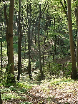 峡谷,dolinka,森林