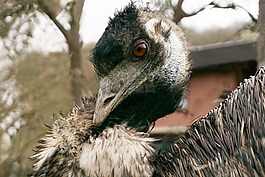 鴕鳥,鳥,花束