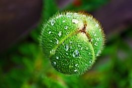 芽,罌粟,花