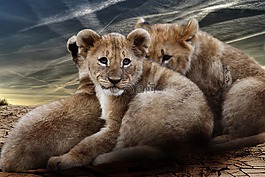 小獅子,獅子寶寶,獅子
