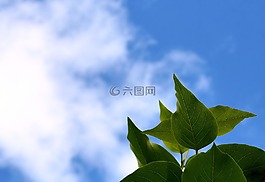 天空,葉子,紫丁香