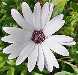 花,白,非洲