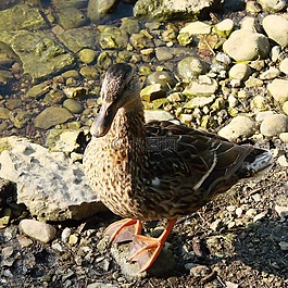 鴨,水禽,鳥
