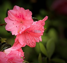杜鹃花珊瑚响铃,杜鹃久留米,粉红色的杜鹃花