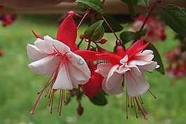 倒掛金鐘,鮮花,紅色