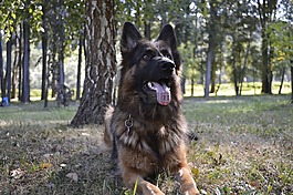 狗,zvierata,德國牧羊犬