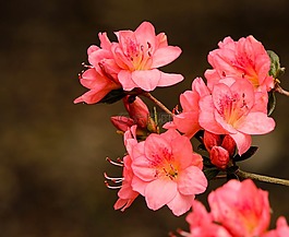 粉红色的杜鹃花,杜鹃久留米,杜鹃花珊瑚响铃