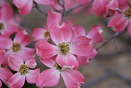 玉蘭,山茱萸,水華