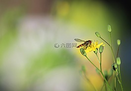 昆蟲,自然,蜜蜂