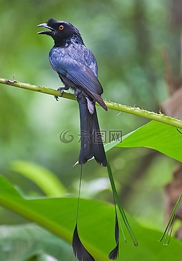 拍尾drongo,泰國,普吉島