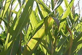 玉米,字段,食品
