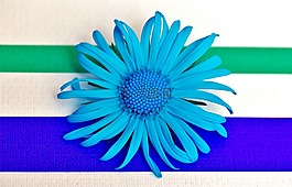 花,春天,蓝色