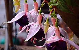 蜀葵,鮮花,粉紅色