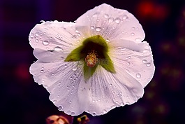 倒掛金鐘,花,花的