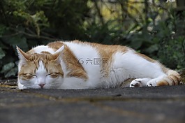 貓咪,宿醉,貓