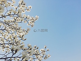 鮮花,玉蘭,春天