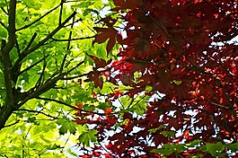 葉子,葉,紅色