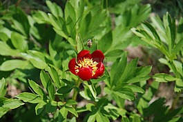 牡丹,花,蜜蜂