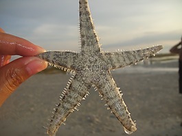 海星,海滩,热带