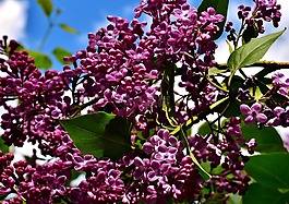 紫丁香,布什,盛開(kāi)