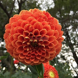 橙色,大麗花,粉色