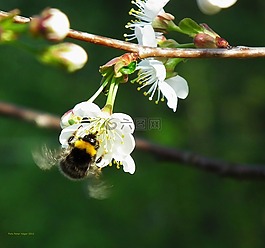 熊蜂,昆蟲(chóng),蜜蜂