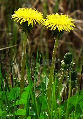 蒲公英,鮮花,盛開(kāi)