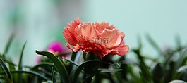 花,陽臺(tái),粉紅色