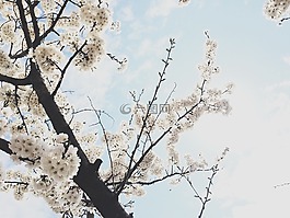 櫻花盛開,春天,鮮花