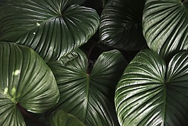 叶,植物区系,自然