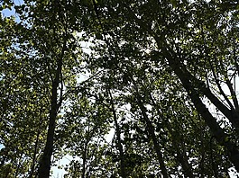 樹,有機(jī),農(nóng)業(yè)