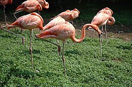 火烈鳥,鳥,動(dòng)物園