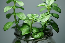 薄荷,植物,蔙
