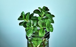 薄荷,植物,蔙