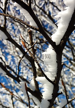 樹,雪,山
