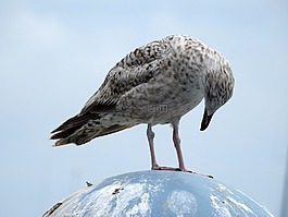 海鷗,海,海鳥