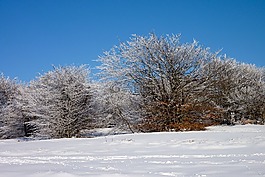 雪,降雪,樹