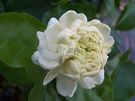 茉莉,托斯卡納大公,芬芳的花