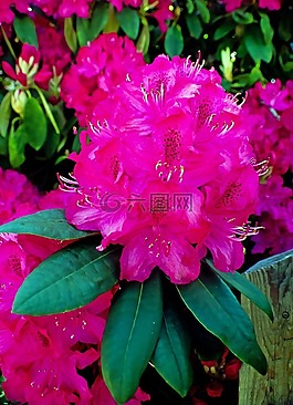 鮮花,花,植物