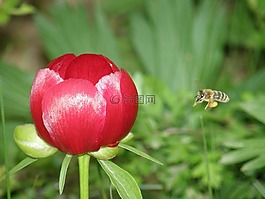 蜜蜂,花,牡丹