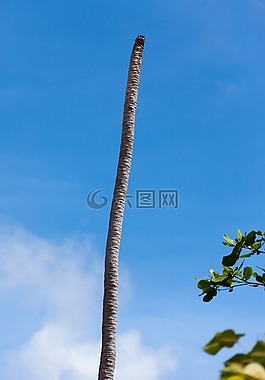 自然,對(duì)象,棕櫚