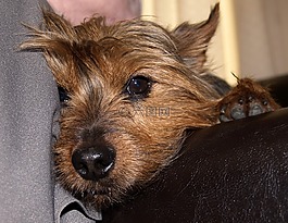 小獵犬,狗,動(dòng)物