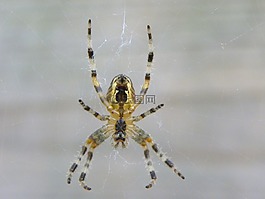 數(shù)值調(diào)節(jié)鈕,bug,性質(zhì)