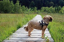 狗,小獵犬,離