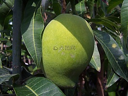 芒果,水果,tropicale