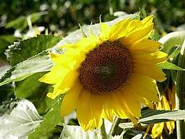 太陽花,花,開花