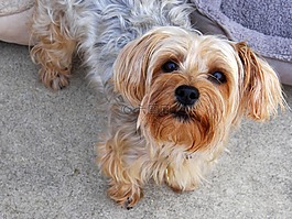 約克,小獵犬,狗