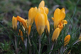 鮮花,黃色,性質(zhì)