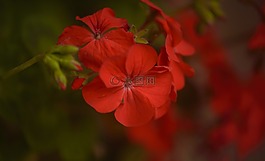 天竺葵,花,紅色