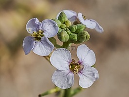 野花,花,春